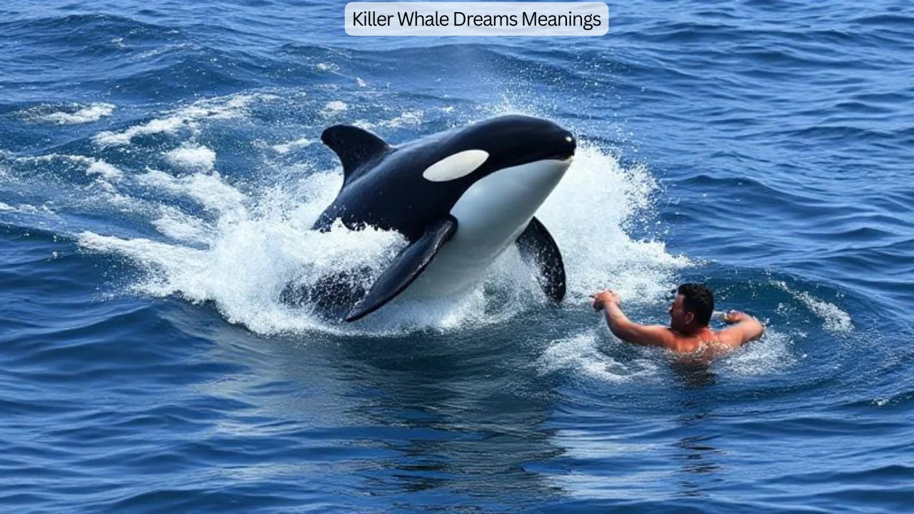 Killer Whale Dreams Meanings