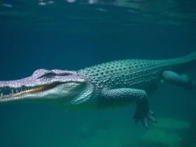 What It Means When a Crocodile Chases You in a Dream 
